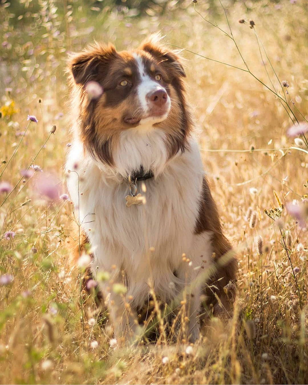 Rouki participe au concours pour gagner de l'argent avec cette photo : australian_collie, australian_shepherd, basque_shepherd_dog, border_collie, canidae, carnivore, companion_dog, dog, dog_breed, drentse_patrijshond, english_shepherd, grass, herding_dog, mammal, miniature_australian_shepherd, rare_breed_dog, sporting_group, vertebrate, welsh_sheepdog, working_dog