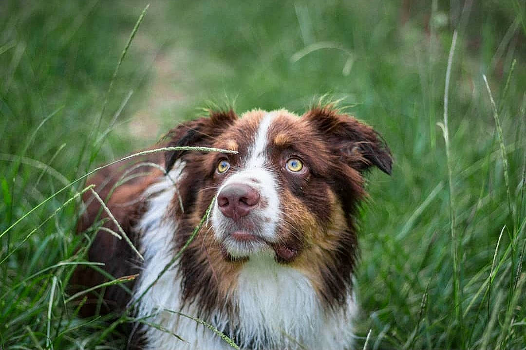 Rouki a rejoint le concours — aidez-le/la à gagner de superbes lots ! australian_collie, australian_shepherd, border_collie, canidae, carnivore, companion_dog, dog, dog_breed, drentse_patrijshond, english_shepherd, grass, herding_dog, mammal, miniature_australian_shepherd, plant, sporting_group, vertebrate, welsh_sheepdog, working_dog