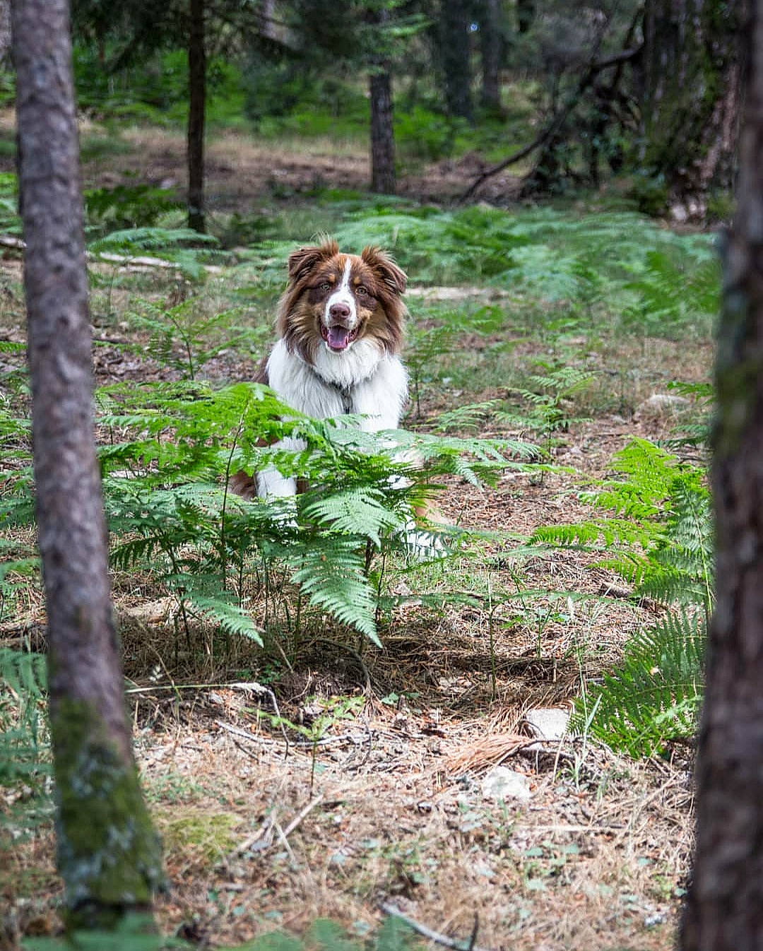 Rouki a rejoint le concours — aidez-le/la à gagner de superbes lots ! canidae, carnivore, companion_dog, dog, dog_breed, drentse_patrijshond, hunting_dog, spaniel, sporting_group, welsh_springer_spaniel