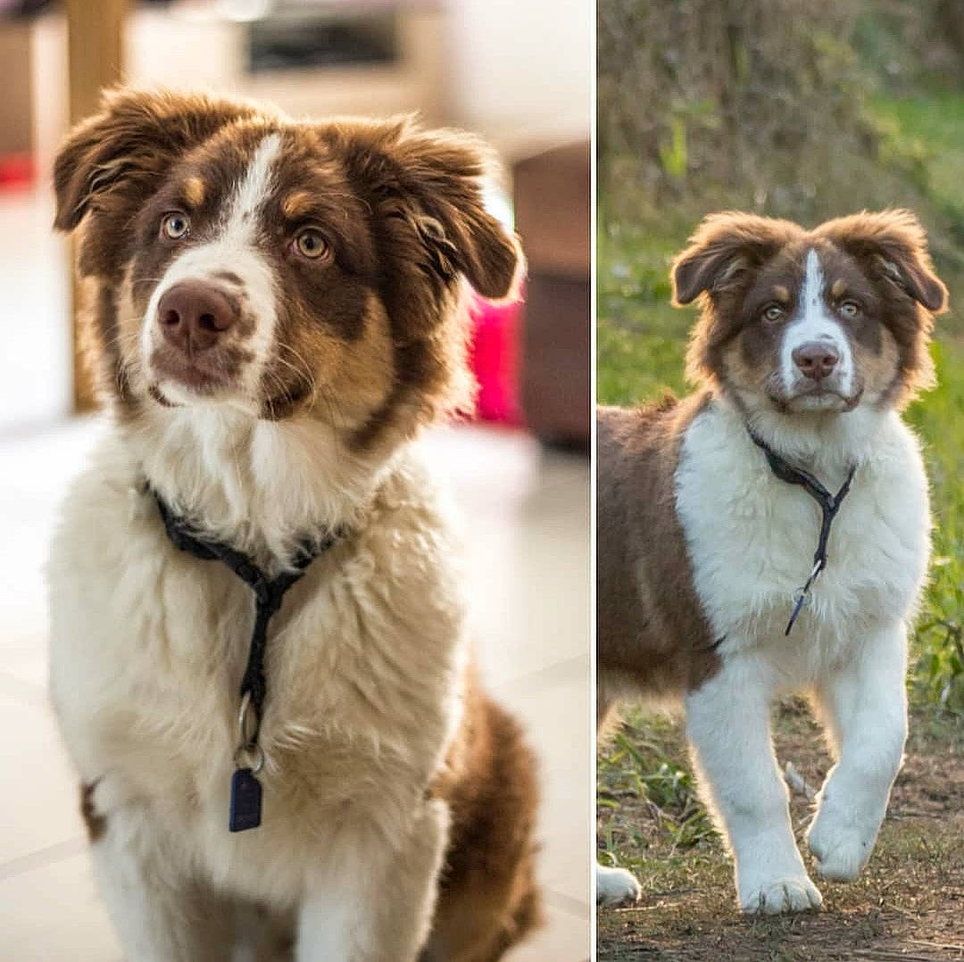 Rouki a rejoint le concours — aidez-le/la à gagner de superbes lots ! aidi, ancient_dog_breeds, australian_collie, australian_shepherd, border_collie, canidae, carnivore, companion_dog, dog, dog_breed, herding_dog, mammal, miniature_australian_shepherd, rare_breed_dog, snout, sporting_group, vertebrate, working_dog