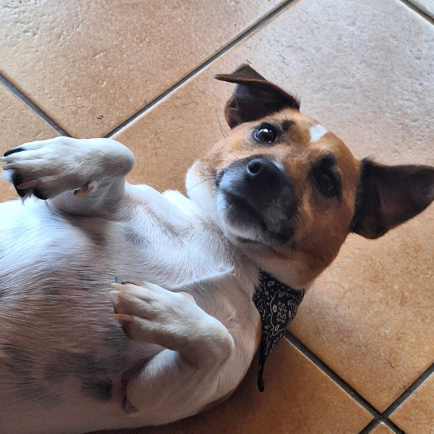 Steezy a rejoint le concours — aidez-le/la à gagner de superbes lots ! accessories, animal, beagle, boxer, bulldog, canine, dog, frenchbulldog, hound, husky, indoors, interiordesign, leash, pet, pitbull, puppy, strap, tile, whitedog, wood