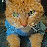 Hansel is registered to the contest to win money with this photo: cat, ginger_cat, close_up, paws, hoodie, indoor, carpet, whiskers, cute, pet, feline, orange_fur, green_eyes, animal, portrait, laying_down, fur, clothing, domestic_cat, focused