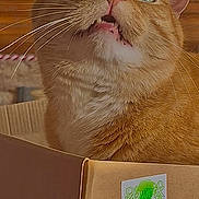 Hansel joined the competition — help win amazing prizes! animal, background, bottle, box, cardboard_box, cat, closeup, curious, cute, domestic, ears, feline, fur, green_eyes, indoor, mouth_open, orange_tabby, pet, table, whiskers