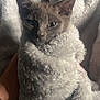 Lucky is registered to the contest to win money with this photo: cat, kitten, gray_cat, blanket, cozy, fluffy, sleepy, pet, animal, indoor, fur, cute, snug, comfort, resting, soft_texture, wrapped, small_animal, close_up, relaxation