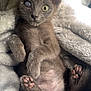 kitten, cat, pet, animal, fur, paw, paw_pads, blanket, cozy, cute, relaxed, feline, indoor, small_animal, young_cat, sleepy, soft_texture, mammal, one_eye, resting