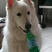 Richka a rejoint le concours — aidez-le/la à gagner de superbes lots ! dog, white_dog, pet, indoor, bottle, green_bottle, floor, tile_floor, furniture, curious, mischievous, animal, canine, ears, snout, mouth, house, domestic, companion, portrait