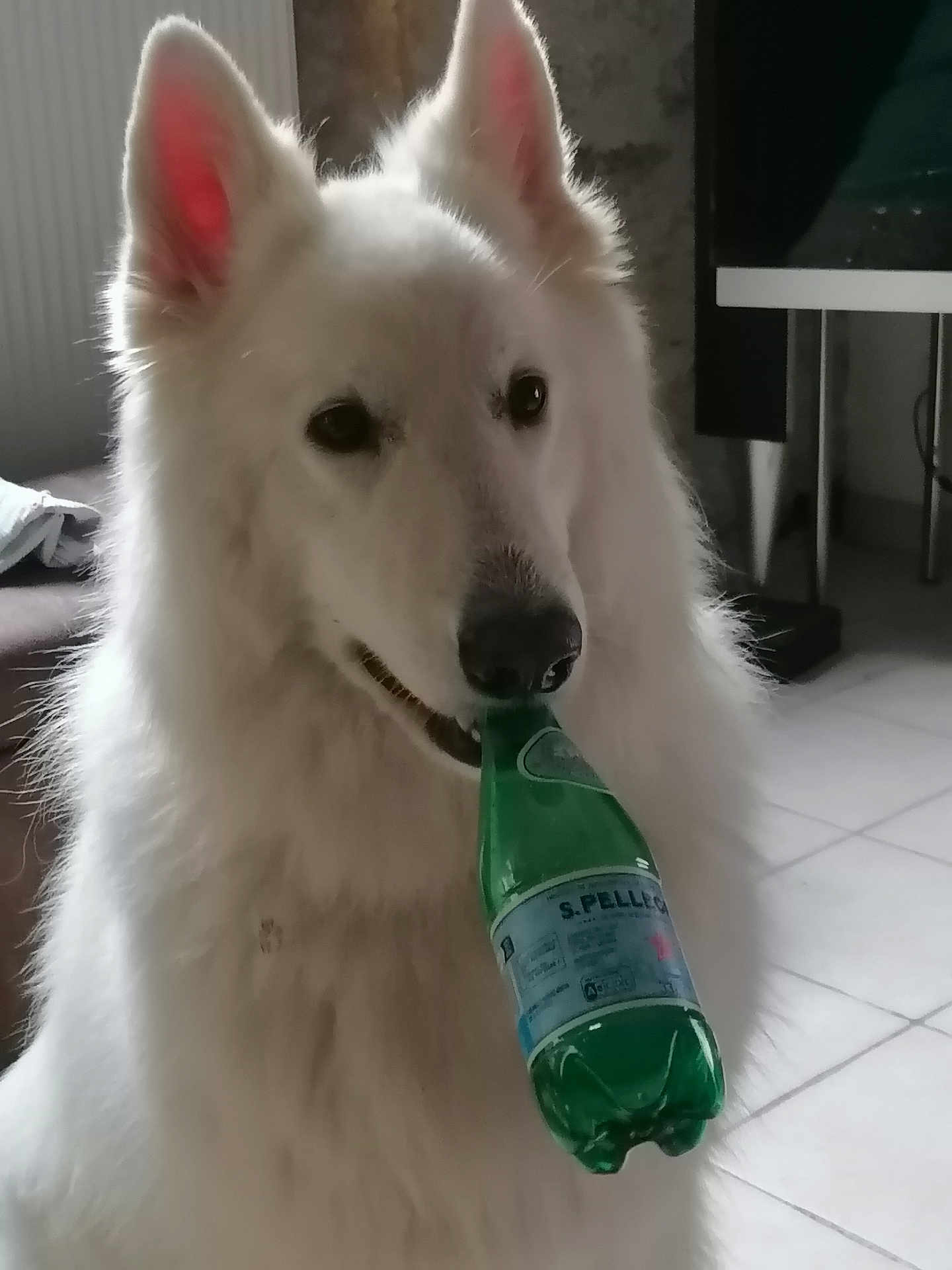 Richka a rejoint le concours — aidez-le/la à gagner de superbes lots ! dog, white_dog, pet, indoor, bottle, green_bottle, floor, tile_floor, furniture, curious, mischievous, animal, canine, ears, snout, mouth, house, domestic, companion, portrait