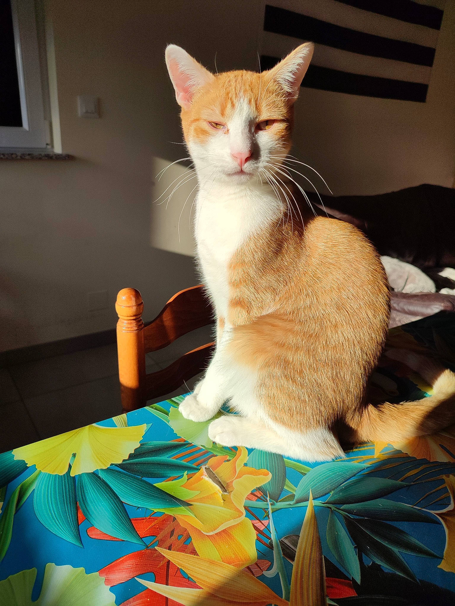 Black Pearl a rejoint le concours — aidez-le/la à gagner de superbes lots ! carnivore, cat, claw, comfort, domestic_short_haired_cat, fawn, felidae, fur, lap, linens, paw, sitting, small_to_medium_sized_cats, tail, whiskers, window