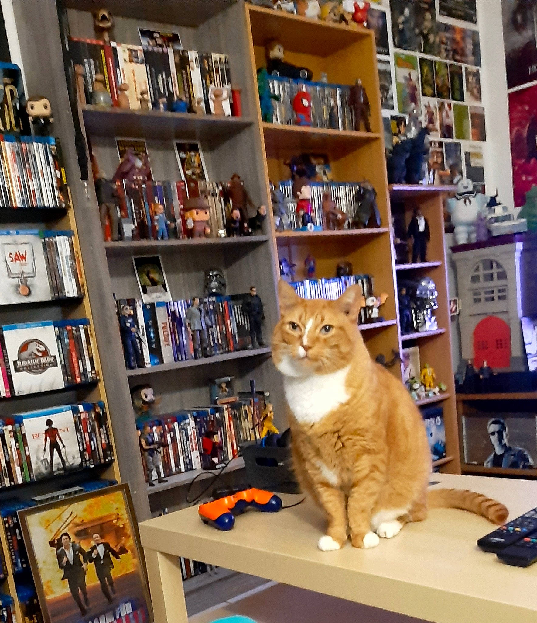 Zizou a rejoint le concours — aidez-le/la à gagner de superbes lots ! book, bookcase, carnivore, cat, domestic_short_haired_cat, felidae, flooring, furniture, hardwood, interior_design, library, publication, retail, room, shelf, shelving, small_to_medium_sized_cats, toy, whiskers, wood