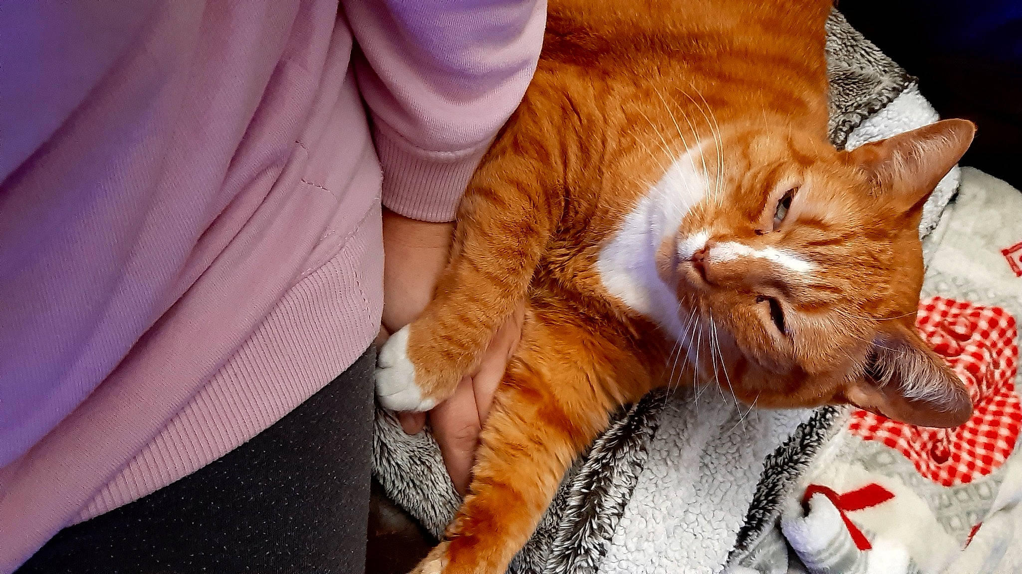 Zizou participe au concours pour gagner de l'argent avec cette photo : carnivore, cat, cat_supply, claw, comfort, domestic_short_haired_cat, ear, fawn, felidae, fur, gesture, human_leg, lap, paw, sitting, small_to_medium_sized_cats, snout, tail, textile, whiskers