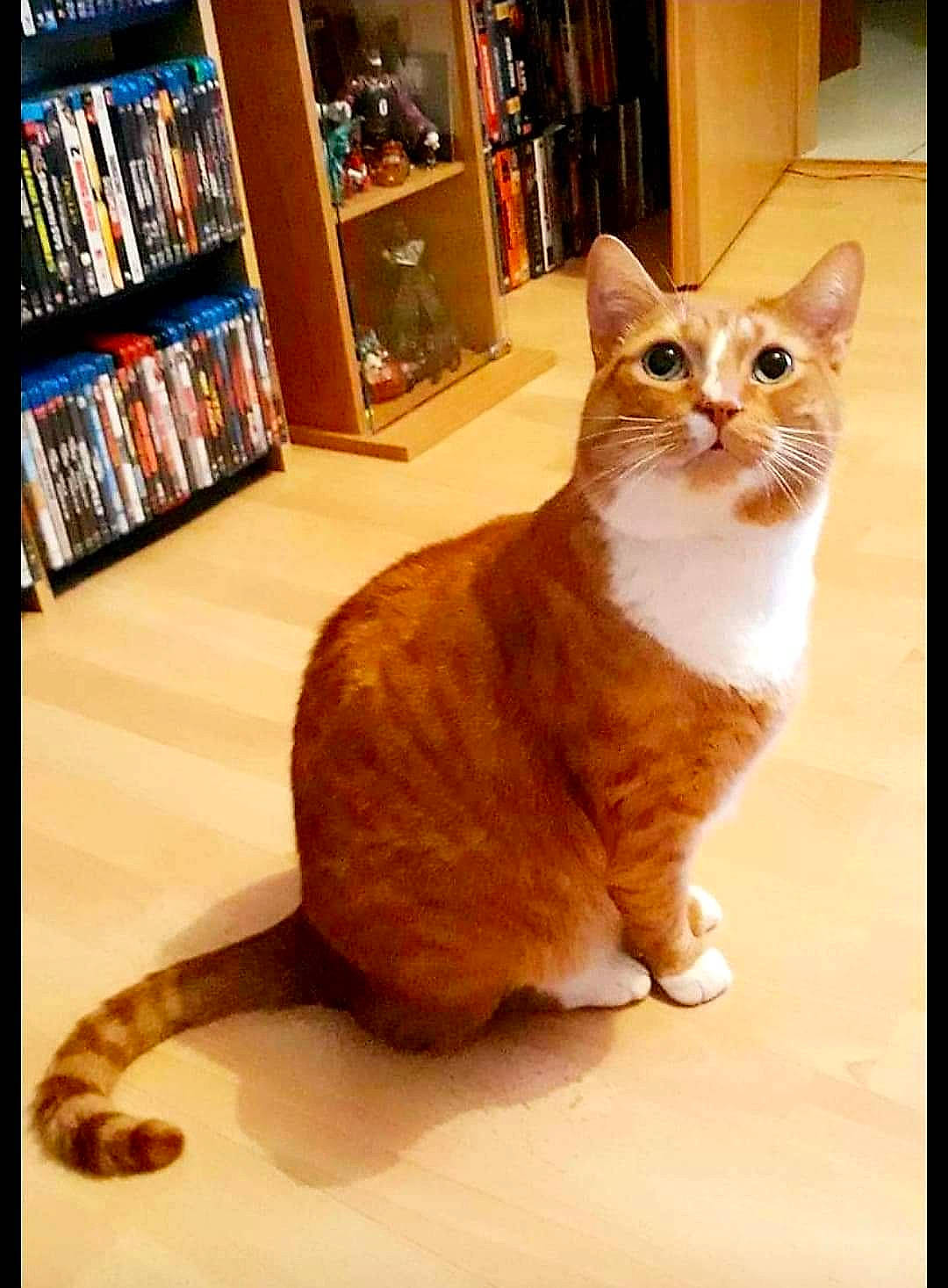 Zizou participe au concours pour gagner de l'argent avec cette photo : bookcase, carnivore, cat, eye, fawn, felidae, floor, flooring, fur, hardwood, publication, room, shelf, shelving, small_to_medium_sized_cats, snout, tail, whiskers, window, wood