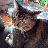 Anchor is registered to the contest to win money with this photo: animal, carpet, cat, close_up, cozy, feline, furniture, green_eyes, home, indoors, living_room, paw, pet, portrait, sitting, striped_fur, tabby_cat, toys, whiskers, wood_floor