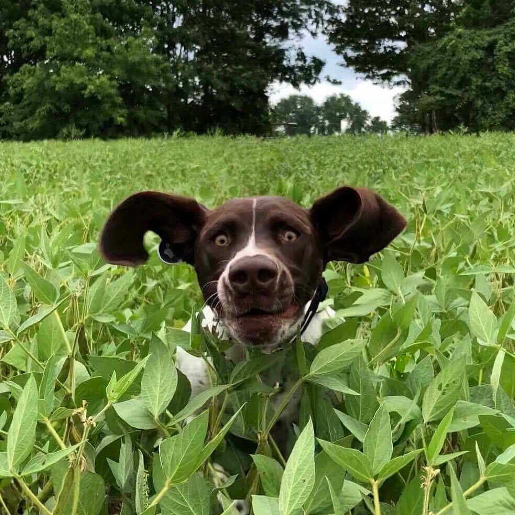 Penny joined the competition — help win amazing prizes! animal, canine, dog, field, grass, green, grove, herbal, herbs, land, leaf, nature, outdoors, park, pet, plant, puppy, tree, vegetation, woodland