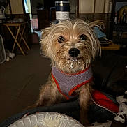 Molly is registered to the contest to win money with this photo: animal, blanket, brown, couch, dog, expression, food, fur, guilt, harness, indoor, living_room, looking_at_camera, messy_face, pet, plate, sauce, small_dog, table, white