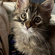 Dolly joined the competition — help win amazing prizes! kitten, cat, fur, whiskers, eyes, pet, animal, cute, fluffy, indoor, blanket, soft, young, face, closeup, domestic, cozy, tabby, curious, portrait
