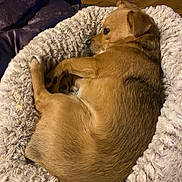 Ozzy joined the competition — help win amazing prizes! dog, pet_bed, fur, sleeping, resting, cozy, indoor, wooden_floor, relaxed, side_view, animal, canine, brown_fur, curled_up, comfort, soft_texture, quiet, home, domestic, laying_down
