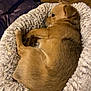 dog, pet_bed, fur, sleeping, resting, cozy, indoor, wooden_floor, relaxed, side_view, animal, canine, brown_fur, curled_up, comfort, soft_texture, quiet, home, domestic, laying_down