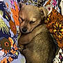puppy, sleeping, animal, dog, cute, fur, pet, resting, cozy, patterned_fabric, floral, colorful, closeup, small, adorable, young, snug, soft, domestic_animal, relaxation