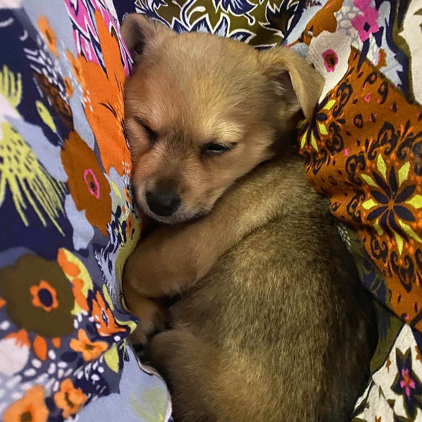 Ozzy joined the competition — help win amazing prizes! adorable, animal, closeup, colorful, cozy, cute, dog, domestic_animal, floral, fur, patterned_fabric, pet, puppy, relaxation, resting, sleeping, small, snug, soft, young