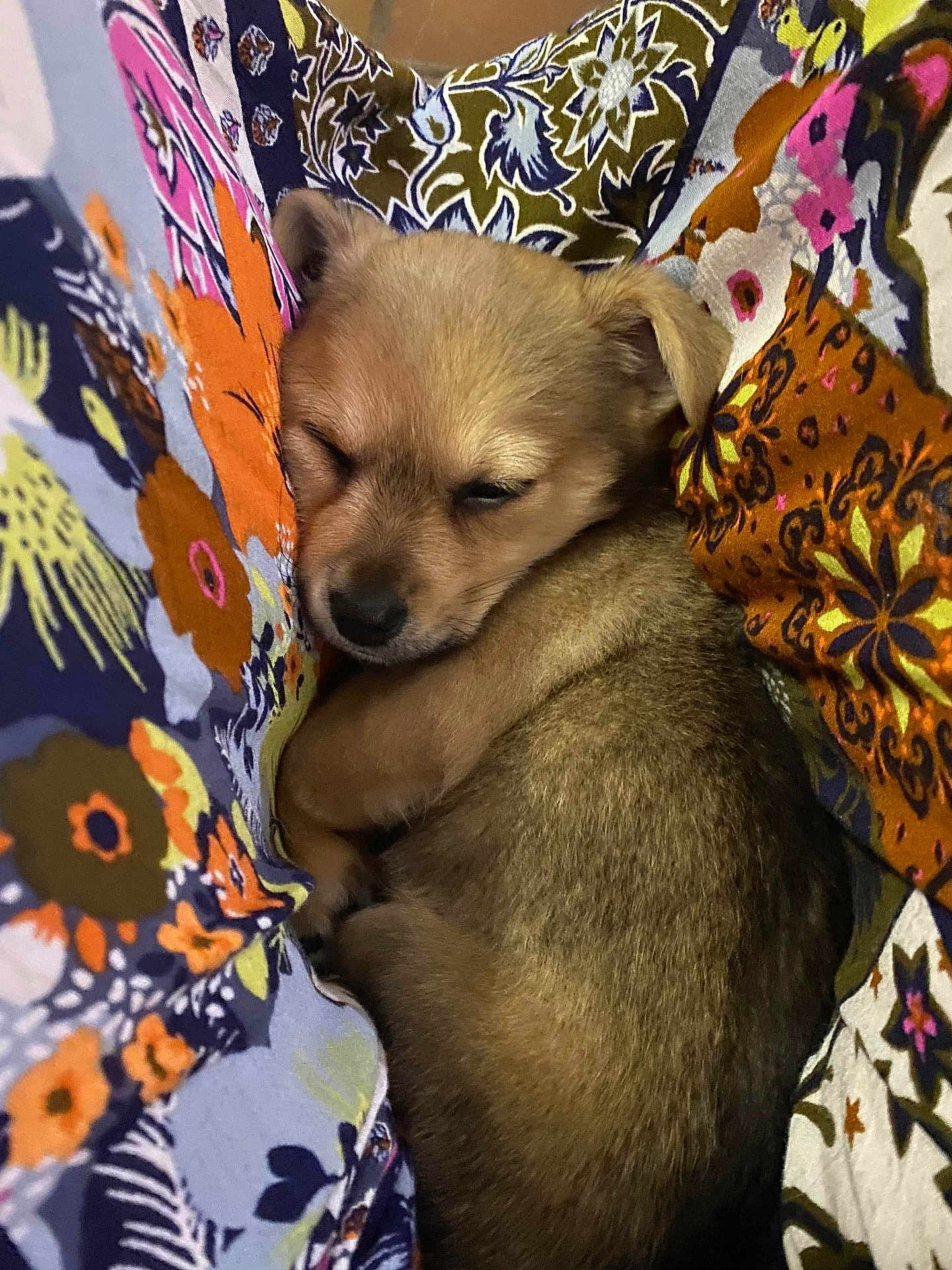 Ozzy joined the competition — help win amazing prizes! puppy, sleeping, animal, dog, cute, fur, pet, resting, cozy, patterned_fabric, floral, colorful, closeup, small, adorable, young, snug, soft, domestic_animal, relaxation