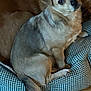 Ozzy joined the competition — help win amazing prizes! dog, pet, bed, indoor, animal, fur, looking_up, cute, domestic, brown, tail, floor, resting, canine, companion, cozy, small_dog, ears, eyes, mammal