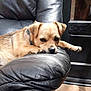 Ozzy joined the competition — help win amazing prizes! dog, tan_dog, leather_couch, indoor, relaxed, sleepy, pet, canine, furniture, resting, paw, head, black_couch, domestic_animal, companion, animal, closeup, cute, calm, home