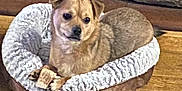 Ozzy is registered to the contest to win money with this photo: dog, pet_bed, treat, wooden_floor, indoor, small_dog, brown_dog, cozy, curious, paw, animal, companion, domestic, resting, cute, fur, face, looking, relaxed, home