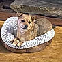 dog, pet_bed, treat, wooden_floor, indoor, small_dog, brown_dog, cozy, curious, paw, animal, companion, domestic, resting, cute, fur, face, looking, relaxed, home