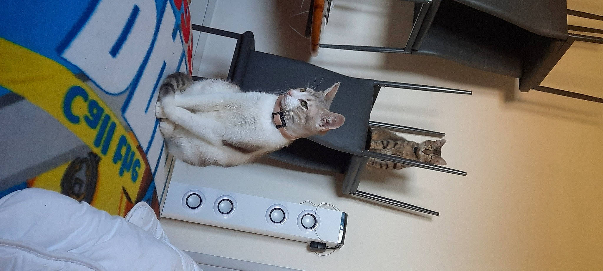 Bella a rejoint le concours — aidez-le/la à gagner de superbes lots ! canidae, carnivore, cat, comfort, companion_dog, dog_breed, domestic_short_haired_cat, fawn, felidae, fur, non_sporting_group, paper, paw, room, small_to_medium_sized_cats, sporting_group, tail, whiskers, wood