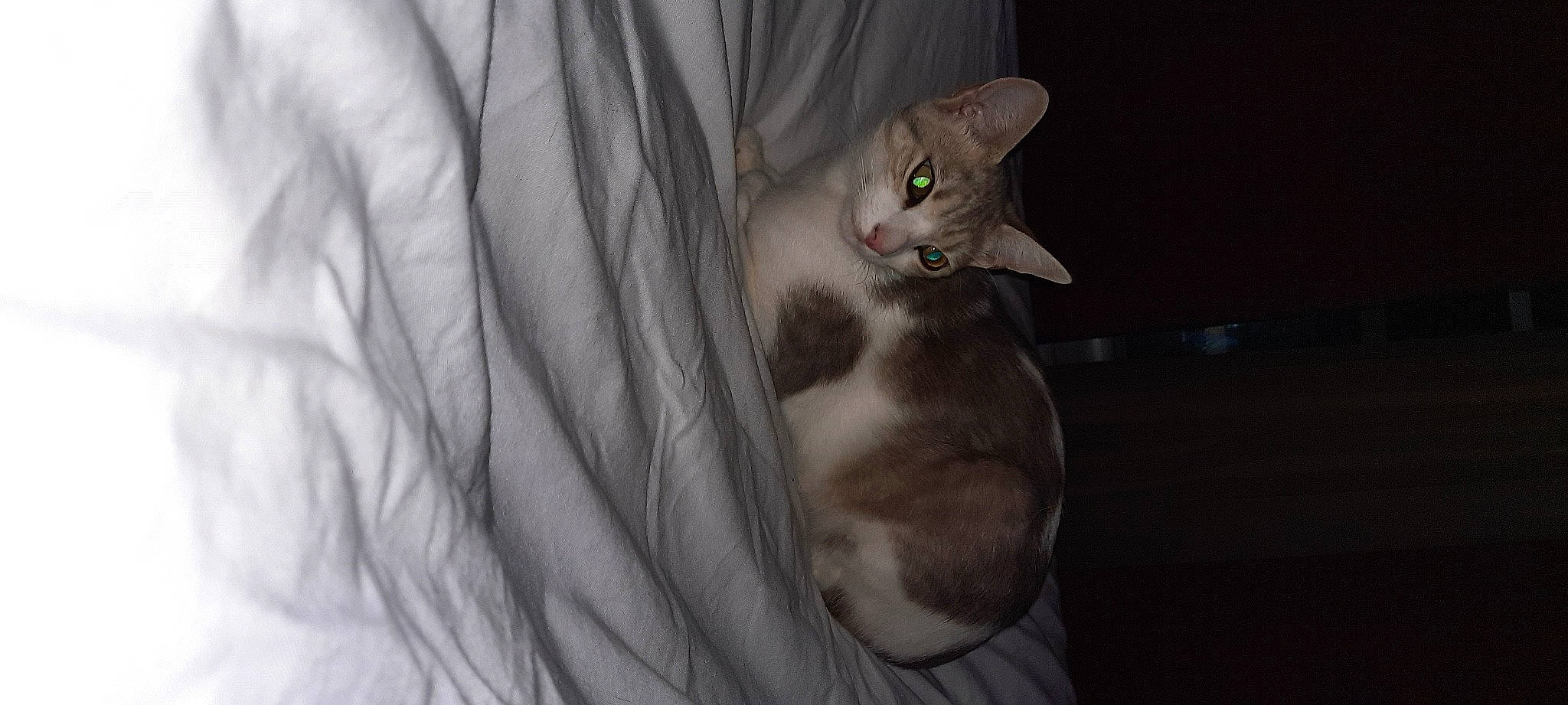 Bella participe au concours pour gagner de l'argent avec cette photo : carnivore, cat, domestic_short_haired_cat, ear, fawn, felidae, fur, grey, paw, small_to_medium_sized_cats, snout, tail, twig, whiskers, wildlife, window, wood