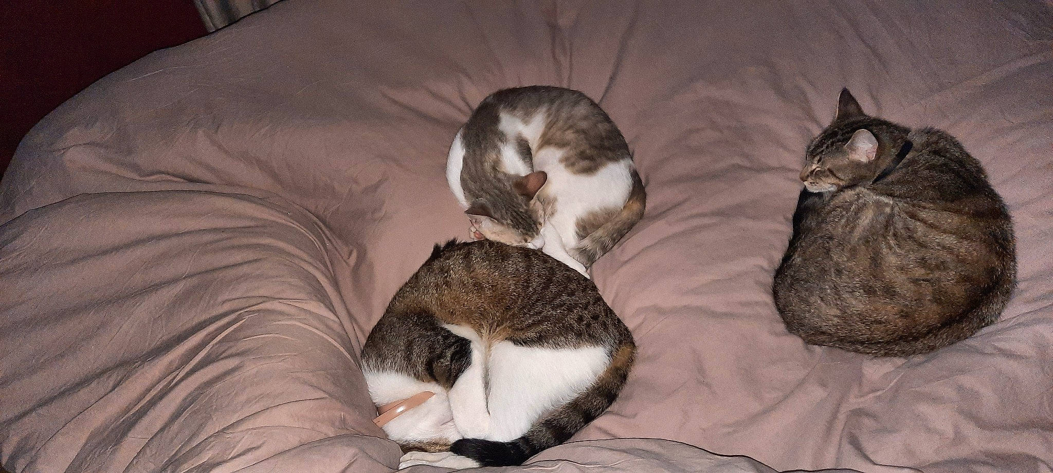 Homer a rejoint le concours — aidez-le/la à gagner de superbes lots ! bed, canidae, carnivore, cat, cat_bed, cat_supply, comfort, dog_breed, domestic_short_haired_cat, fawn, felidae, fur, grey, nap, paw, small_to_medium_sized_cats, snout, tail, terrestrial_animal, whiskers