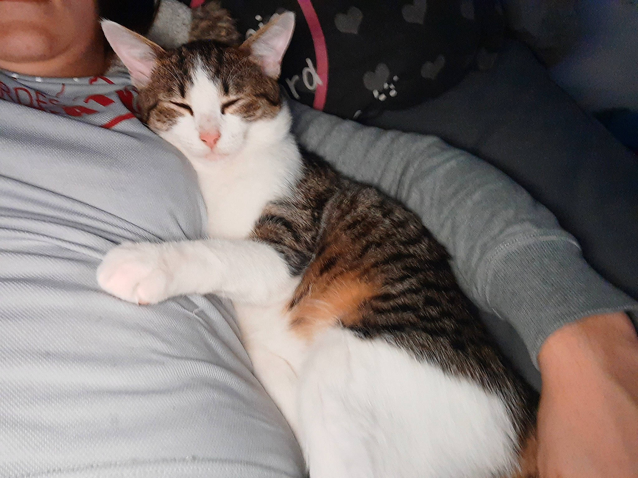 Homer a rejoint le concours — aidez-le/la à gagner de superbes lots ! carnivore, cat, comfort, couch, domestic_short_haired_cat, ear, felidae, fur, gesture, human_leg, lap, nail, nap, paw, sitting, small_to_medium_sized_cats, tail, whiskers