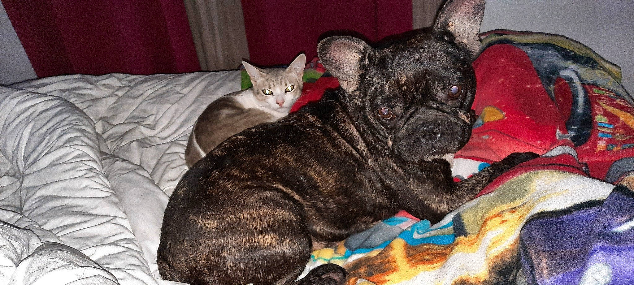 Beauté participe au concours pour gagner de l'argent avec cette photo : canidae, carnivore, cat, comfort, companion_dog, dog, dog_breed, domestic_short_haired_cat, ear, fawn, felidae, fur, small_to_medium_sized_cats, snout, sporting_group, terrestrial_animal, toy_dog, whiskers, working_animal, wrinkle