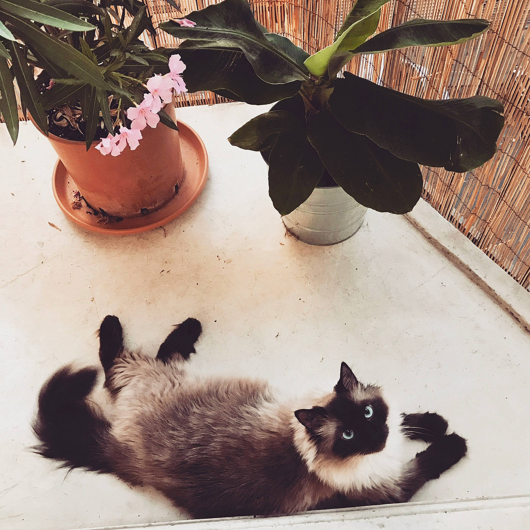 Ziggy participe au concours pour gagner de l'argent avec cette photo : carnivore, cat, companion_dog, fawn, felidae, flooring, flower, flowerpot, houseplant, light, petal, plant, siamese, small_to_medium_sized_cats, snout, table, tail, terrestrial_plant, tints_and_shades, whiskers