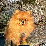Shadow participe au concours pour gagner de l'argent avec cette photo : animal, bench, closeup, cute, dog, fluffy, fur, leash, nature, orange_fur, outdoor, pet, pomeranian, portrait, sitting, small_dog, stone_wall, tongue_out, vines, wood