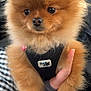 Shadow participe au concours pour gagner de l'argent avec cette photo : adorable, animal, black_harness, canine, checkered_fabric, closeup, cute, dog, fluffy, fur, hand, harness, holding, indoors, person, pet, pomeranian, portrait, puppy, small_dog