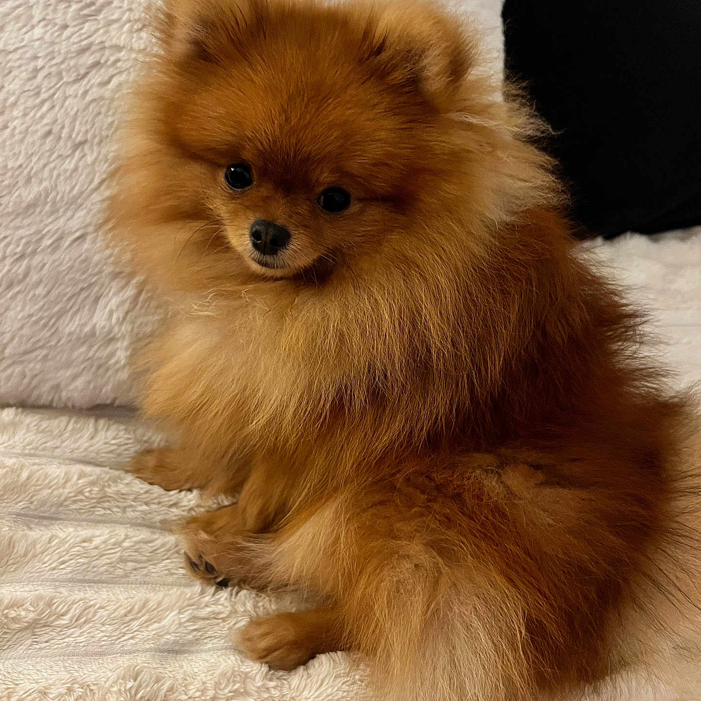 Shadow a rejoint le concours — aidez-le/la à gagner de superbes lots ! animal, blanket, brown, companion, cozy, cute, cute_pet, dog, ears, fluffy, fur, indoors, nose, pet, pomeranian, portrait, sitting, small_dog, soft_texture, tail