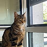 cat, tabby, pet, animal, indoor, window, blanket, feline, resting, looking_outside, natural_light, cozy, striped, fur, domestic, home, sitting, quiet, curious, calm
