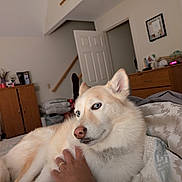 Rigby is registered to the contest to win money with this photo: dog, husky, blue_eyes, bed, blanket, hand, indoor, pet, fur, canine, comfort, relaxation, person, wedding_ring, furniture, home, sleepy, cozy, portrait, domestic_animal