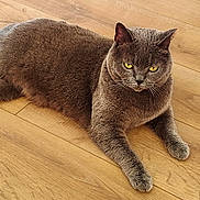 Clyde participe au concours pour gagner de l'argent avec cette photo : cat, gray_cat, yellow_eyes, fur, pet, animal, indoor, wooden_floor, relaxed, lying_down, whiskers, ears, paws, flooring, domestic_cat, mammal, cute, feline, resting, alert