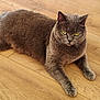cat, gray_cat, yellow_eyes, fur, pet, animal, indoor, wooden_floor, relaxed, lying_down, whiskers, ears, paws, flooring, domestic_cat, mammal, cute, feline, resting, alert