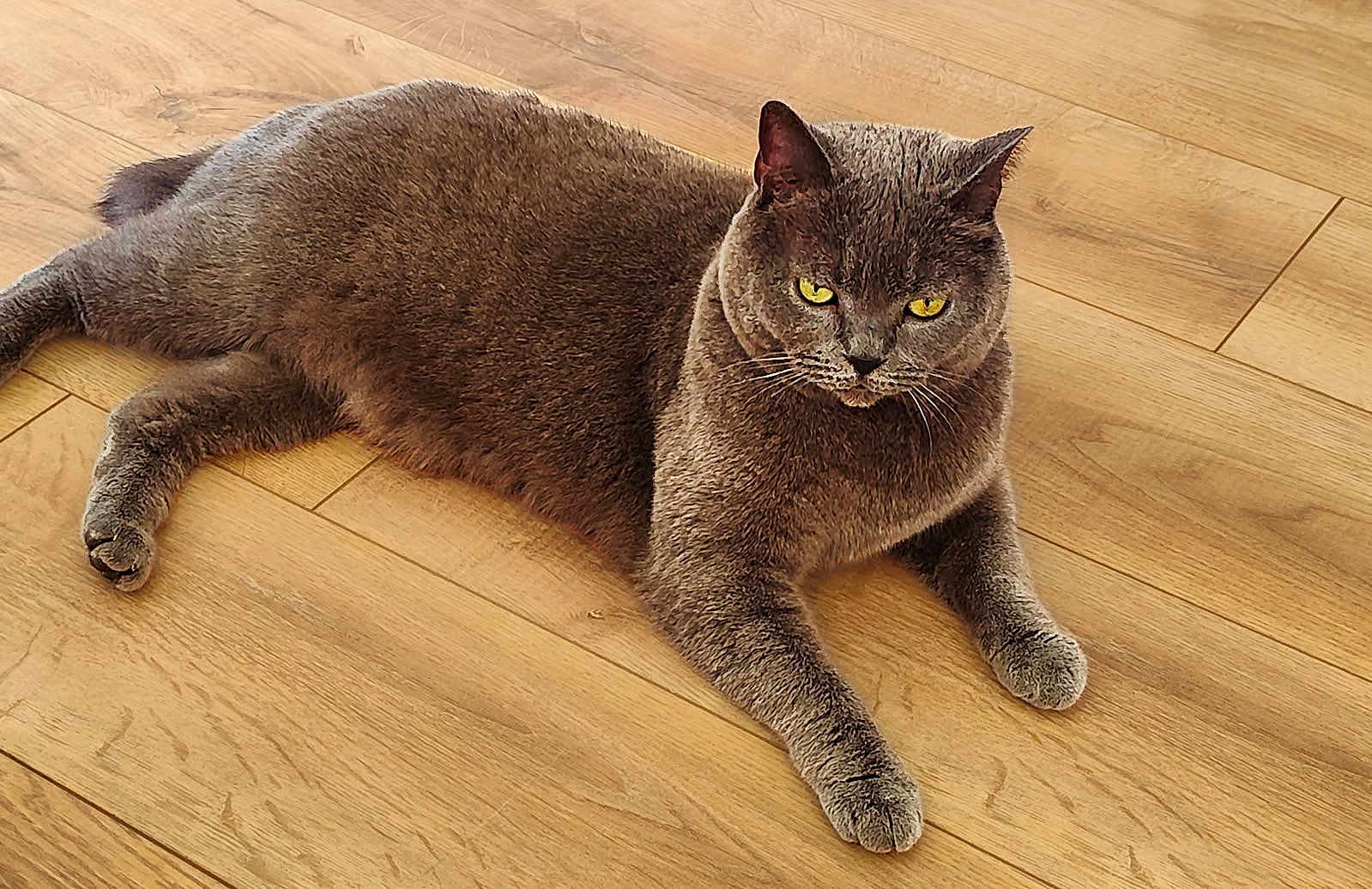 Clyde participe au concours pour gagner de l'argent avec cette photo : cat, gray_cat, yellow_eyes, fur, pet, animal, indoor, wooden_floor, relaxed, lying_down, whiskers, ears, paws, flooring, domestic_cat, mammal, cute, feline, resting, alert