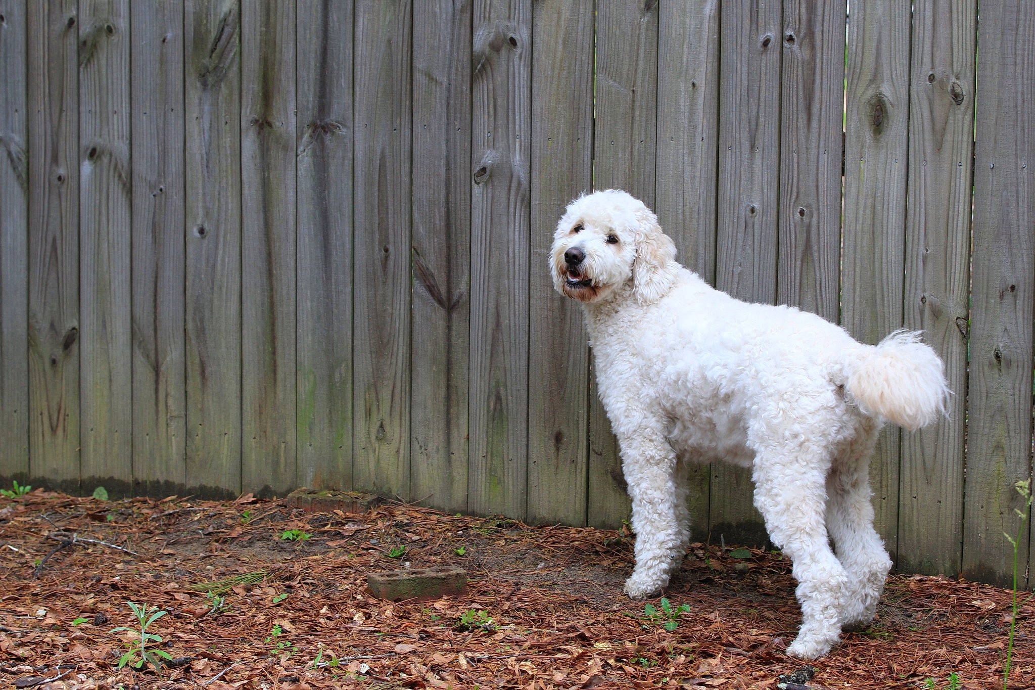 Otis is registered to the contest to win money with this photo: carnivore, companion_dog, dog, dog_breed, fawn, fence, fur, goldendoodle, grass, home_fencing, labradoodle, poodle, snout, standard_poodle, tail, terrier, toy_dog, water_dog, wood, working_animal