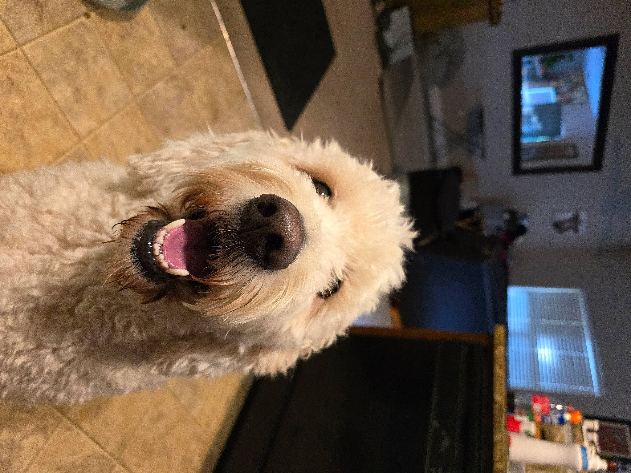 Otis joined the competition — help win amazing prizes! canidae, carnivore, collar, companion_dog, dog, dog_breed, dog_supply, flooring, fur, pet_supply, picture_frame, small_terrier, snout, sporting_group, television, terrestrial_animal, terrier, working_animal