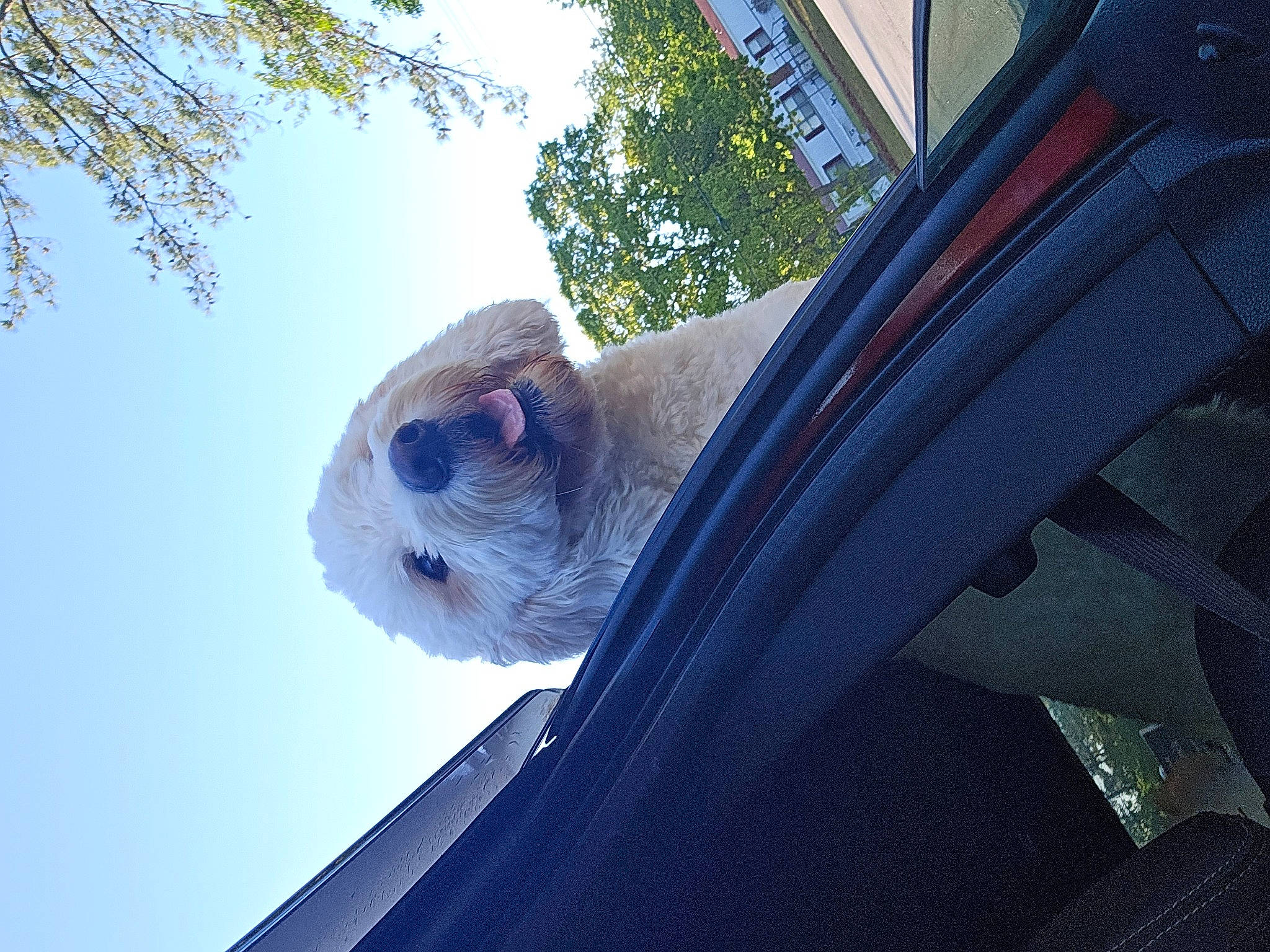 Otis is registered to the contest to win money with this photo: auto_part, automotive_mirror, azure, carnivore, companion_dog, dog, dog_breed, electric_blue, fawn, plant, sky, snout, tree, vehicle, vehicle_door, water, whiskers, window, windscreen_wiper, windshield