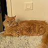 cat, orange_cat, fluffy, feline, pet, indoor, relaxed, lying_down, blanket, fur, tail, domestic_animal, animal, whiskers, ears, eyes, door, light_switch, resting, calm