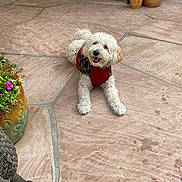 Charlotte joined the competition — help win amazing prizes! animal, canine, curly_fur, cute, dog, flower_pot, flowers, garden_tools, home_garden, leisure, outdoor, patio, pet, potted_plants, red_sweater, relaxed, smiling_dog, stone_floor, sweater, white_dog