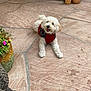 animal, canine, curly_fur, cute, dog, flower_pot, flowers, garden_tools, home_garden, leisure, outdoor, patio, pet, potted_plants, red_sweater, relaxed, smiling_dog, stone_floor, sweater, white_dog