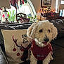 Charlotte is registered to the contest to win money with this photo: chair, christmas_tree, couch, cozy, curly_fur, decorations, dog, festive, holiday_decor, indoor, lamp, living_room, nutcracker, piano, pillow, plant, red_sweater, stockings, white_dog, window