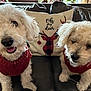 Charlotte is registered to the contest to win money with this photo: closeup, companion, couch, curly_fur, decorative_pillow, deer_image, dog, domestic_animal, furry, happy, holiday_decor, indoor, leather_couch, pet, plaid_pattern, red_sweater, shy, text, two_dogs, white_dog